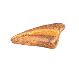 Theropod Claw, Hell Creek Formation