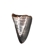 Tyrannosaur Pre Max Tooth, Judith River  Formation.
