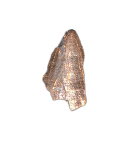 Tyrannosaur Tooth, Judith River  Formation.