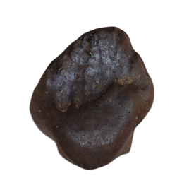 Edmontonia Tooth, Judith River Formation