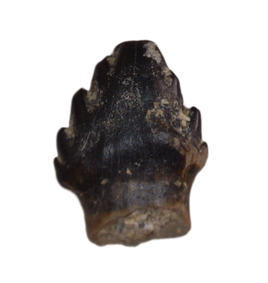 Stegoceras (Pachycephalosaur) Tooth, Judith River Formation