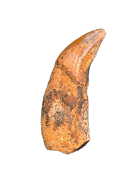 Allodesmus (seal) Canine Tooth from Shark Tooth Hill, California