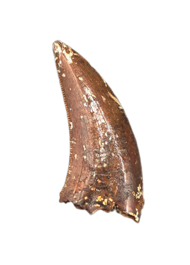 Nanotyrannus Tooth