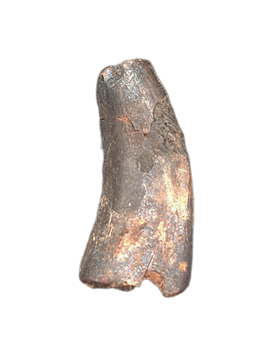 Tyrannosaur Tooth, Two Medicine Formation.