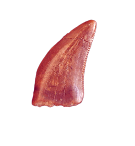 Dromaeosaur (Raptor) Tooth, Lance Formation