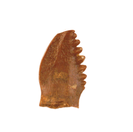 Pectinodon Tooth, Lance Formation