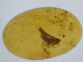 Insect in Amber from Burma. Middle Cretaceous, 99 Million Years Old