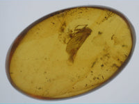 Insect in Amber from Burma. Middle Cretaceous, 99 Million Years Old