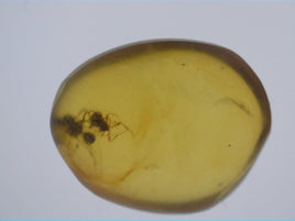 Insects in Amber from Burma. Middle Cretaceous, 99 Million Years Old