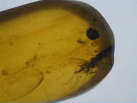 Insects in Amber from Burma. Middle Cretaceous, 99 Million Years Old