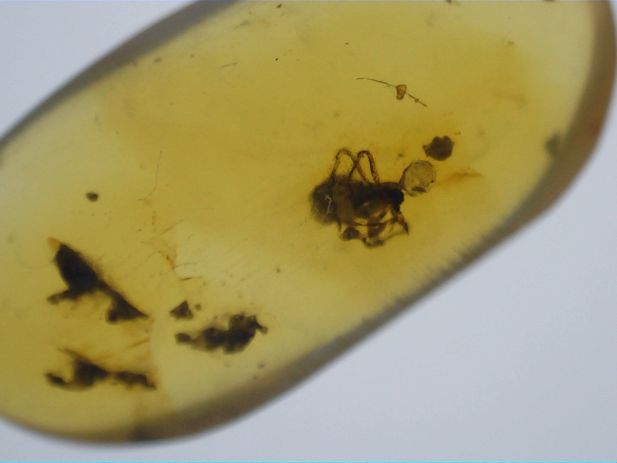 Insect in Amber from Burma. Middle Cretaceous, 99 Million Years Old ...