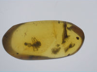 Insect in Amber from Burma. Middle Cretaceous, 99 Million Years Old