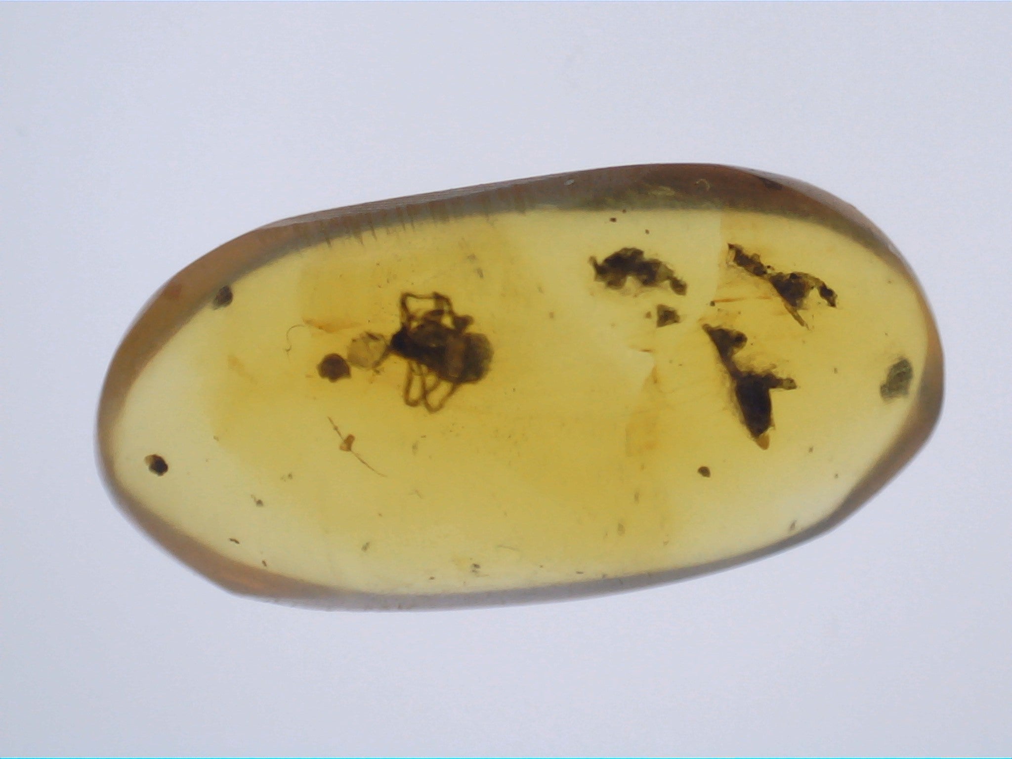 Insect in Amber from Burma. Middle Cretaceous, 99 Million Years Old ...