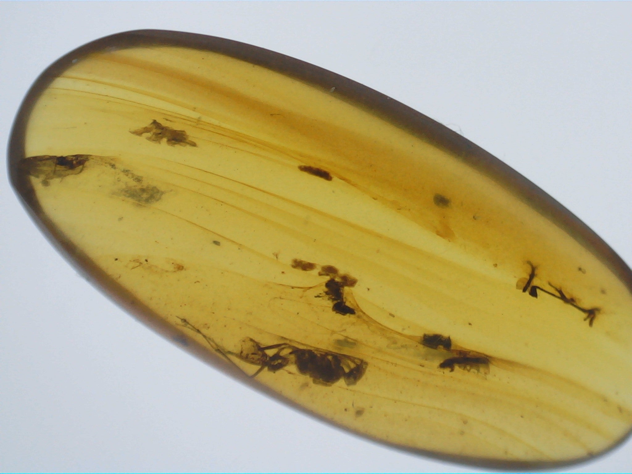 Insects in Amber from Burma. Middle Cretaceous, 99 Million Years Old ...