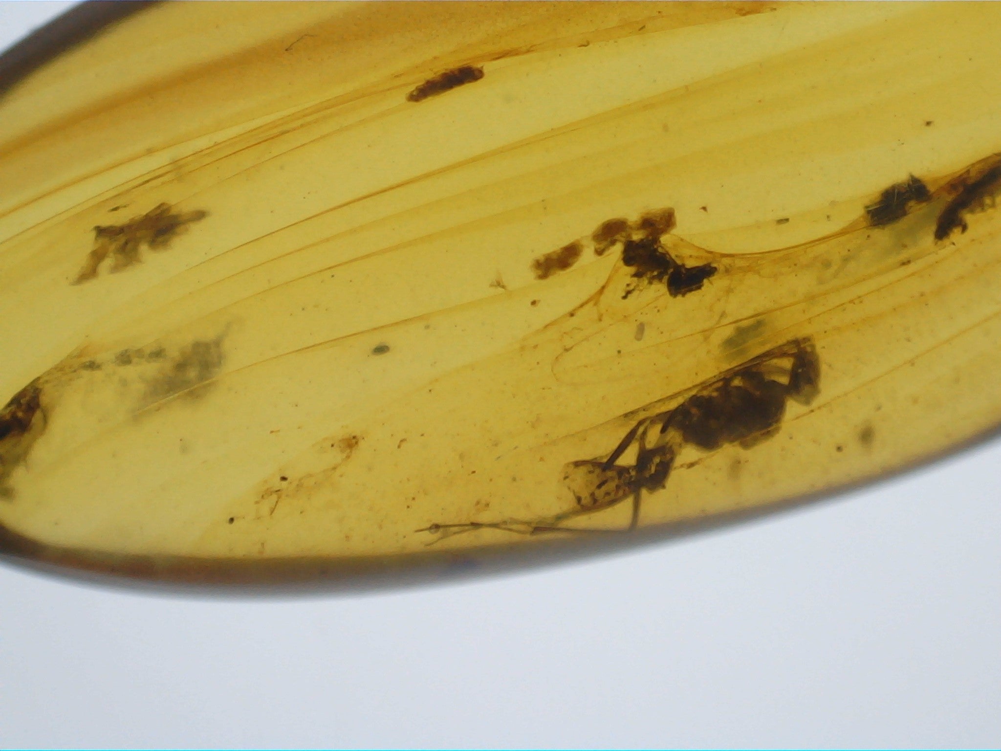 2 Cm Insect Insects in Amber from Burma. Middle Cretaceous, 99 Million Years Old ...