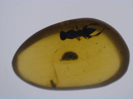 Insects in Amber from Burma. Middle Cretaceous, 99 Million Years Old