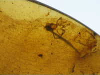 Moth and Spider on a Leaf in Amber from Burma. Middle Cretaceous, 99 Million Years Old