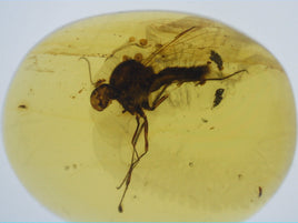 Stunning Insect in Amber from Burma. Middle Cretaceous, 99 Million Years Old