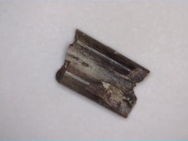 Dimetrodon Spine Section, Permian