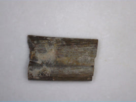 Dimetrodon Sail Spine Section, Permian