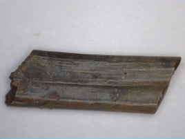 Dimetrodon Sail Spine Section, Permian