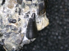 Theropod (Compsognathid?) Tooth, England, Early Cretaceous
