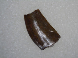 Coelophysis Tooth