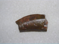Coelophysis Tooth