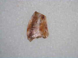 Triassic Dinosaur (Coelophysis?) Tooth