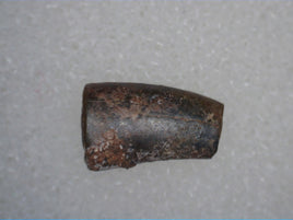 Triassic Dinosaur (Coelophysis?) Tooth