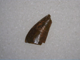 Triassic Dinosaur (Coelophysis?) Tooth