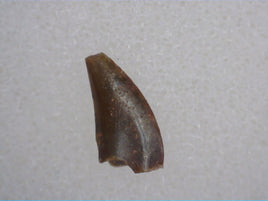 Triassic Dinosaur (Coelophysis?) Tooth
