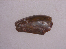 Triassic Dinosaur (Coelophysis?) Tooth