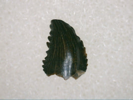 Troodon Tooth, Lance Formation