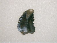 Troodon Tooth, Lance Formation