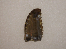 Troodon Pre Max Tooth, Lance Formation