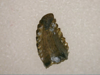 Troodon Pre Max Tooth, Lance Formation