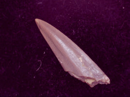 Unknown  Archosaur Tooth, Chinle Formation