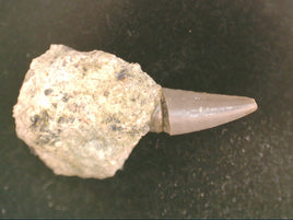 Unknown Archosaur Tooth, Chinle Formation