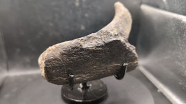 Hypacrosaurus Jaw Section, Two Medicine Formation