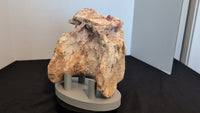 Huge Spinosaurus Tail Vertebra