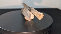 Large Ornithomimid Caudal (tail) Vertebrae
