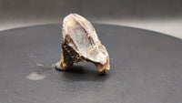 Unworn Triceratops Tooth