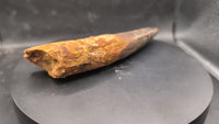 Huge Spinosaurus Tooth