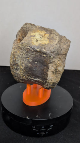 Sauropod (Long Neck) Tail Vertebra, El Mers III Formation