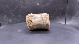 Ceratopsian Tail Vertebrae from the Kaiparowitz Formation of Utah.