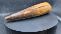 Huge Spinosaurus Tooth