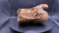 Spinosaurus Cervical (Neck) Vertebrae