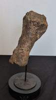 Triceratops Metatarsal
