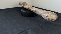 Sauropod Fibula, El Mers III Formation